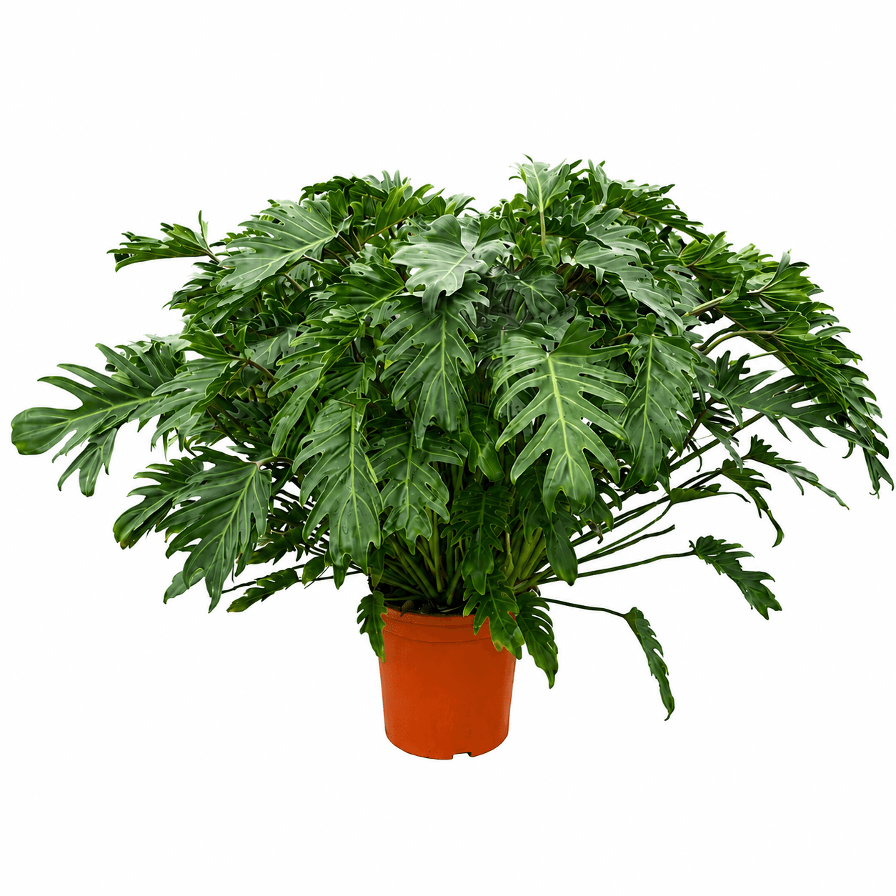 Philodendron Xanadu - 100cm