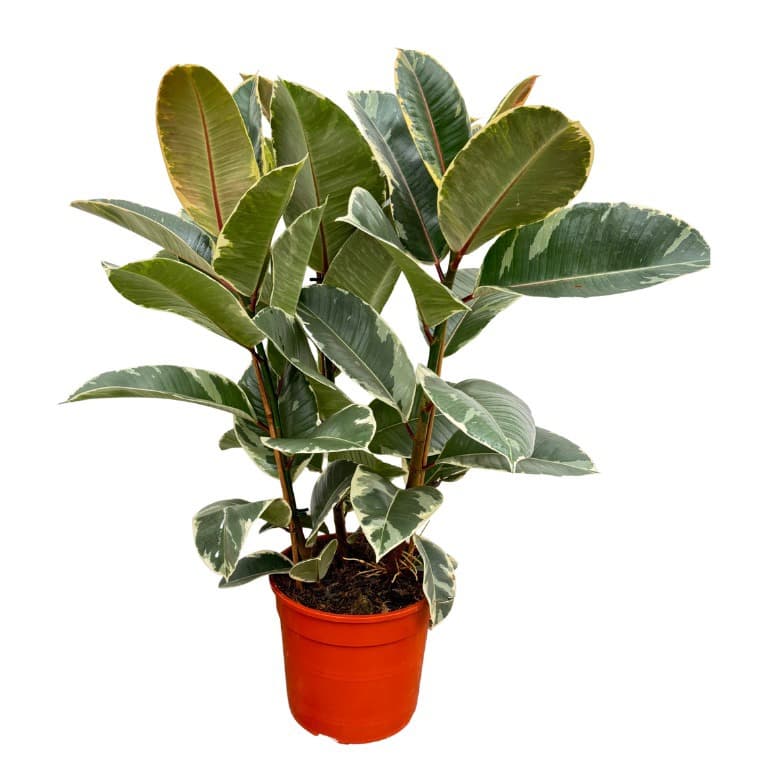 Ficus Elastica 'Tineke' toef - 80cm - 3PP