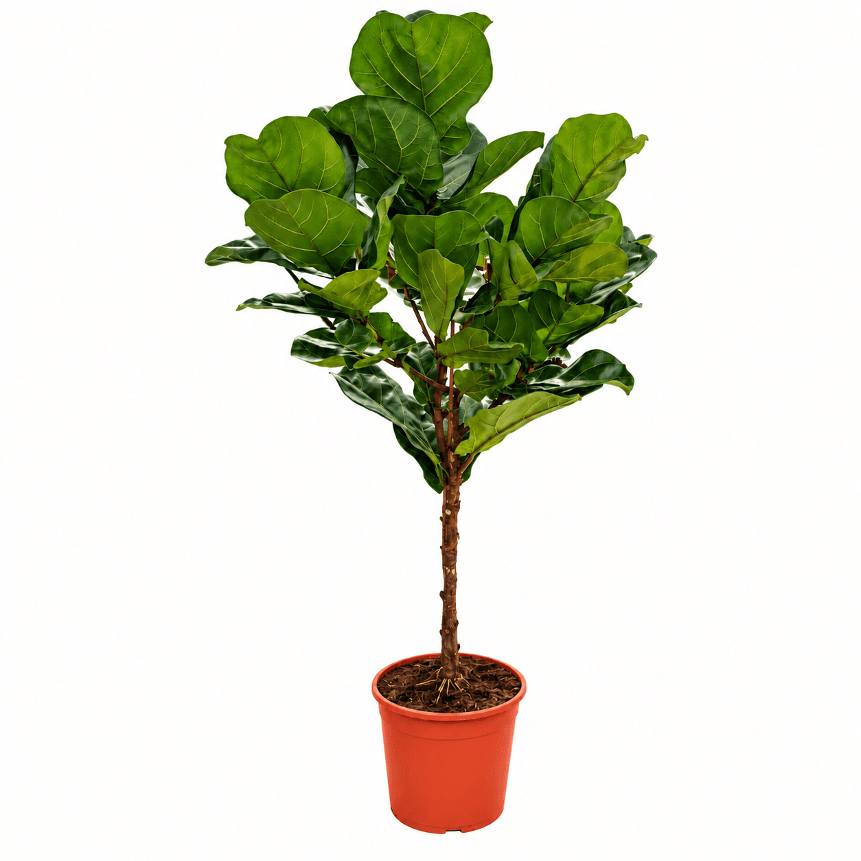 Ficus Lyrata Stem - 150cm