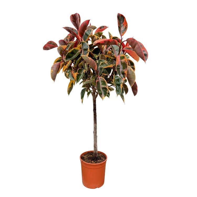 Ficus Elastica 'Belize' - 130cm