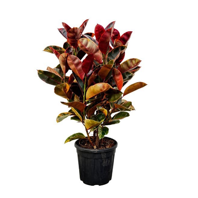Ficus Elastica 'Belize' struik - 130cm