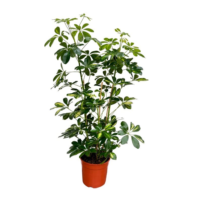Schefflera Arboricola 'Gold Capella' toef - 80cm