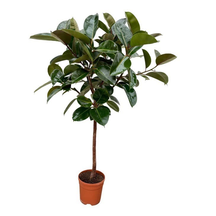 Ficus Elastica 'Robusta' - 130cm