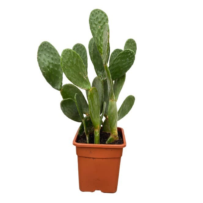 Opuntia Cactus - 120cm