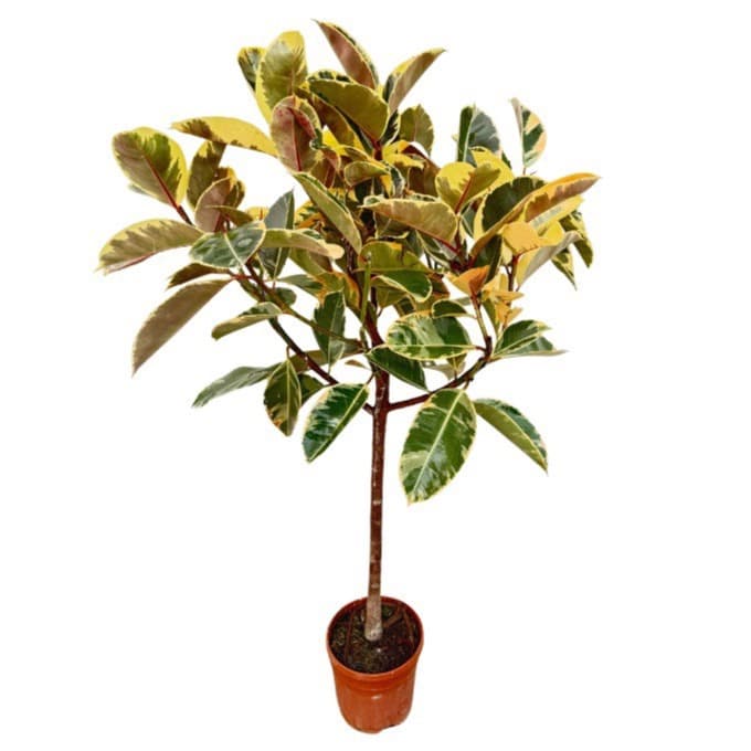 Ficus Elastica 'Tineke' - 140cm
