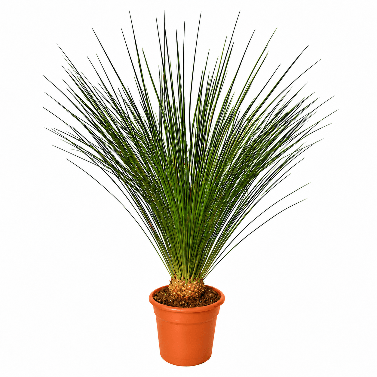 Dasylirion Longissimum - 140 cm
