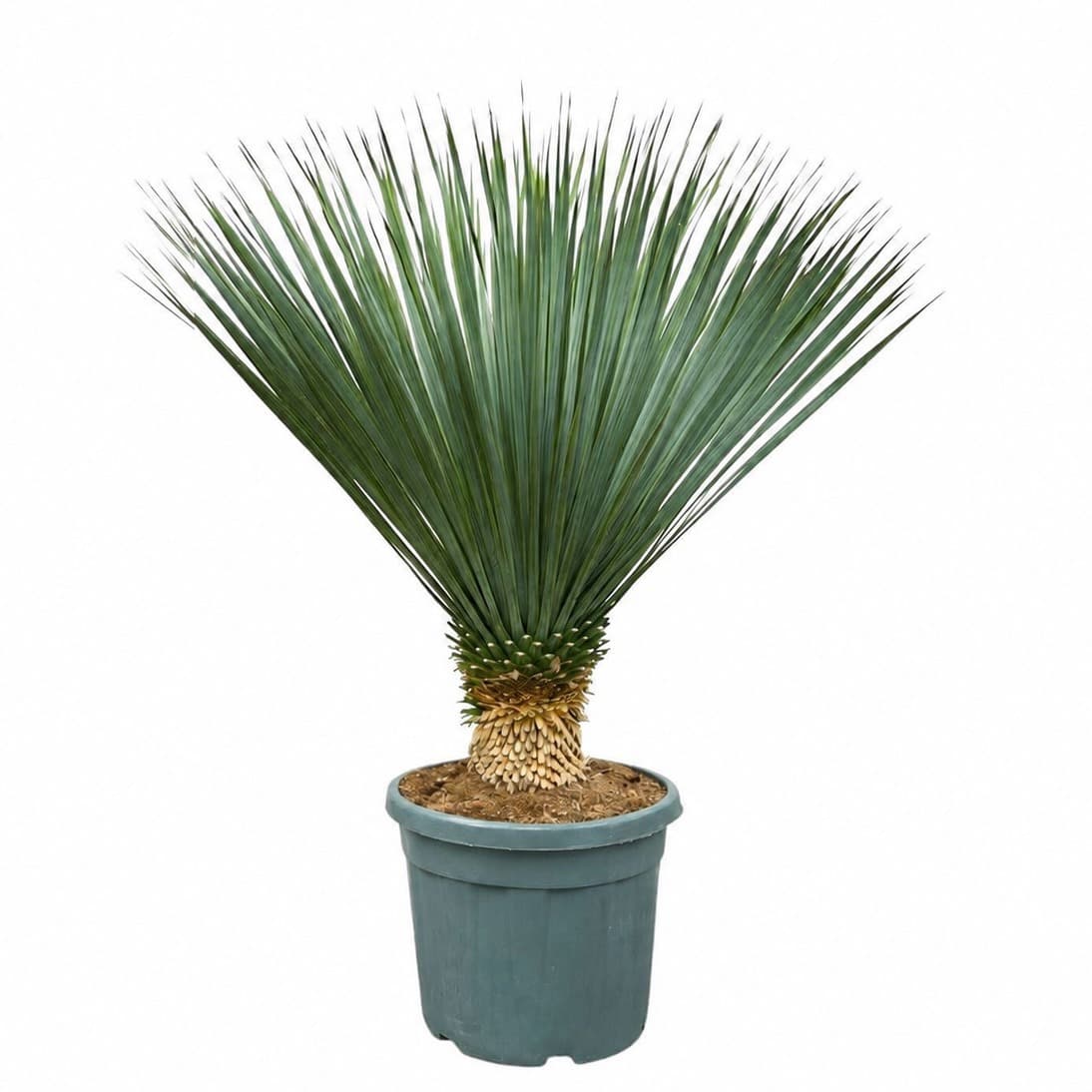Yucca Rostrata - 150cm