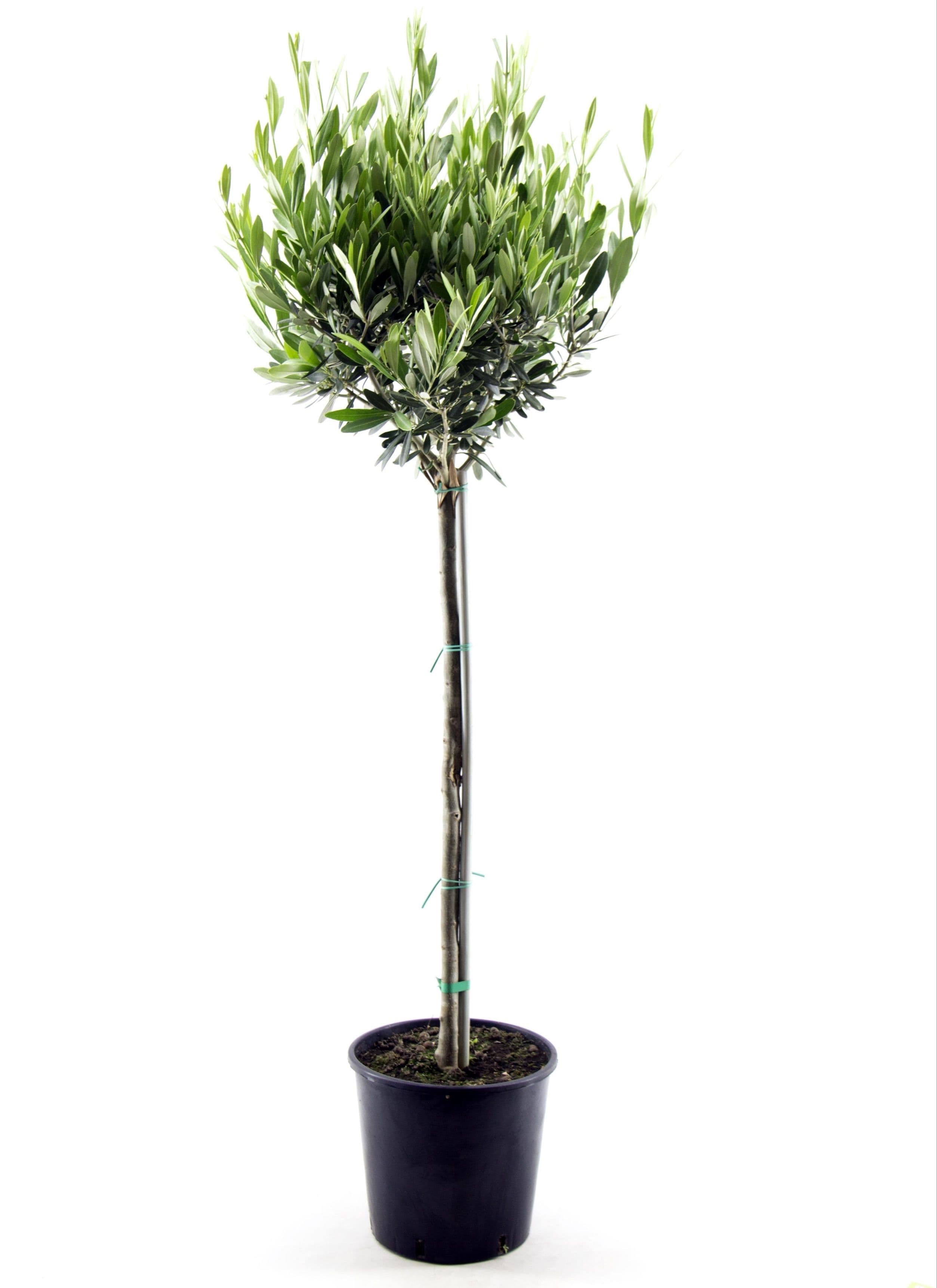 Olea Europaea stem - 110cm