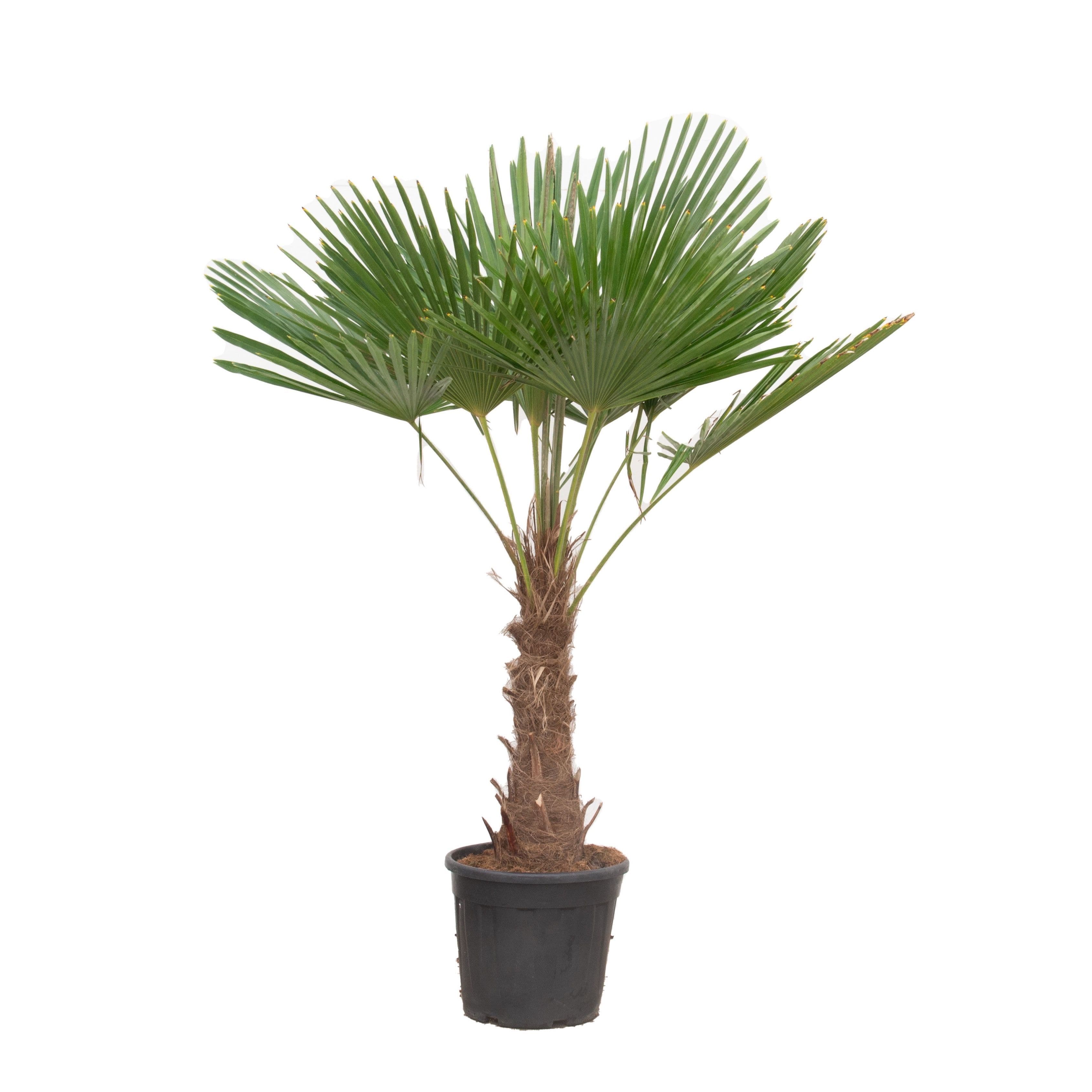 Trachycarpus Fortunei - 210cm