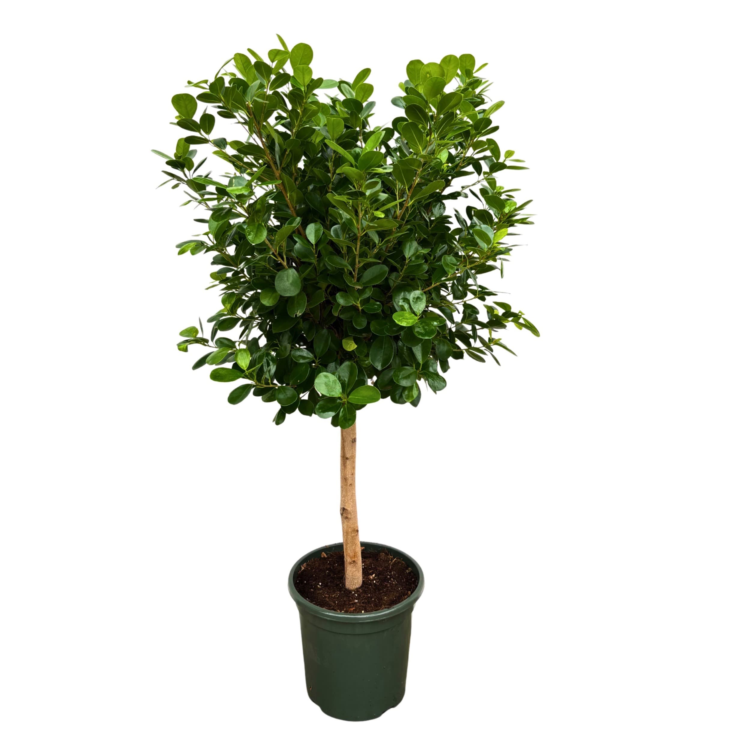 Ficus Microcarpa 'Moclame'