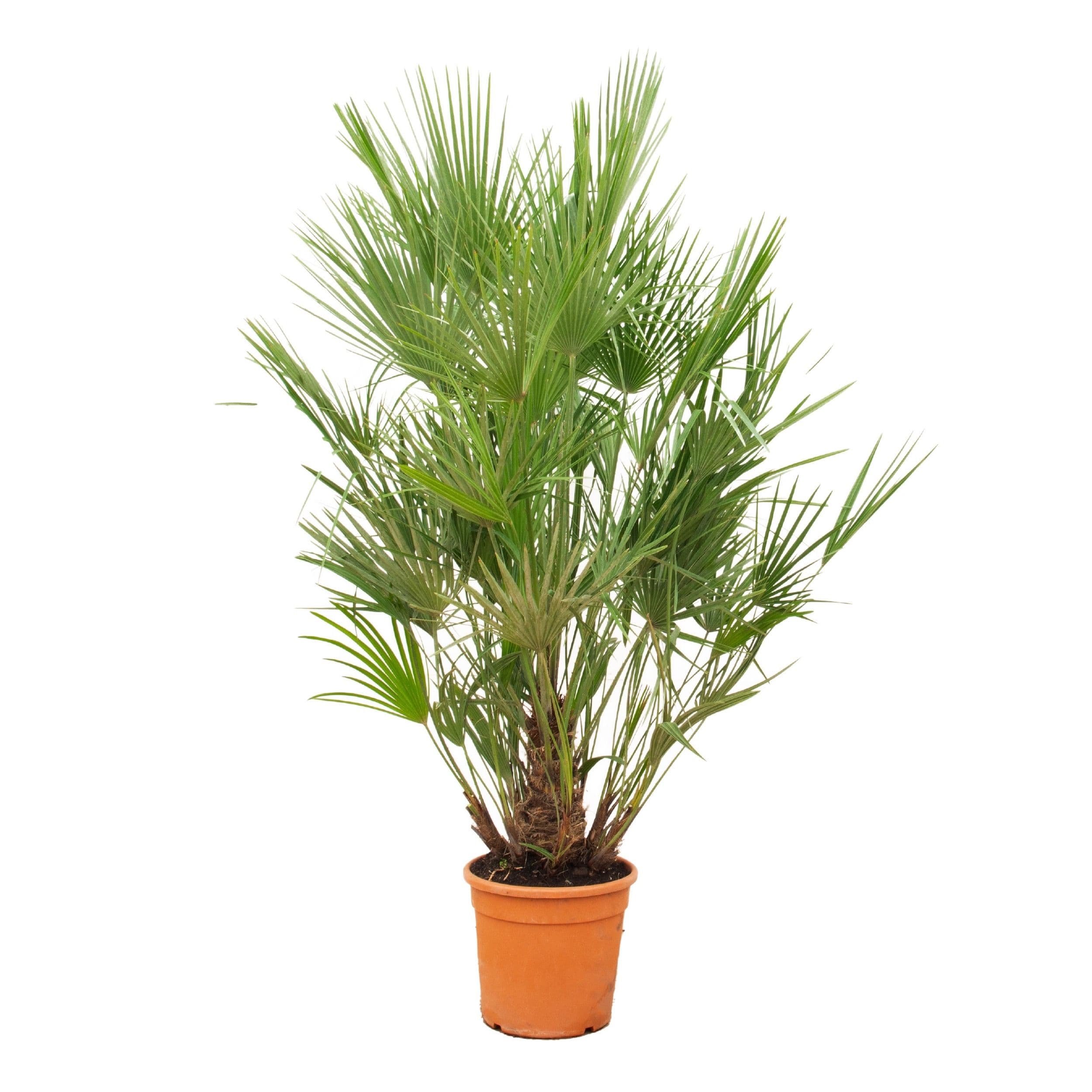 Chamaerops Humilis - 190cm
