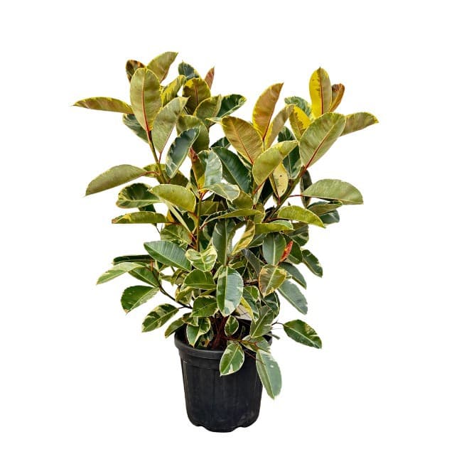 Ficus Elastica 'Tineke' struik - 130cm