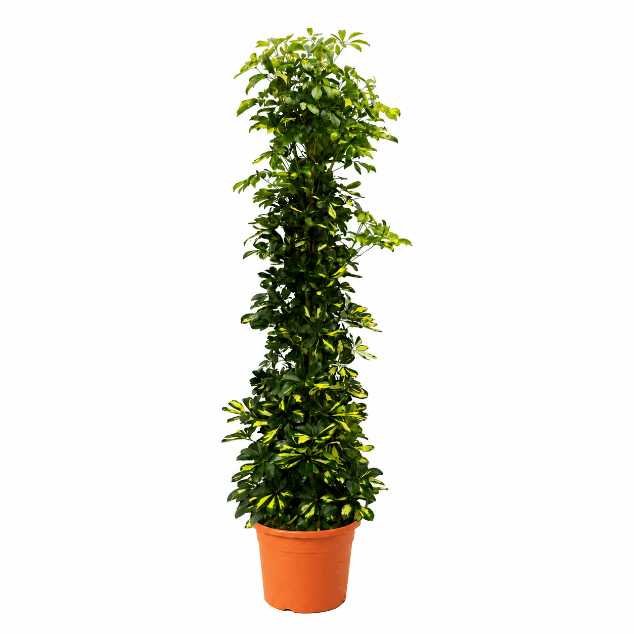 Schefflera Arboricola 'Gold Capella' - 200cm