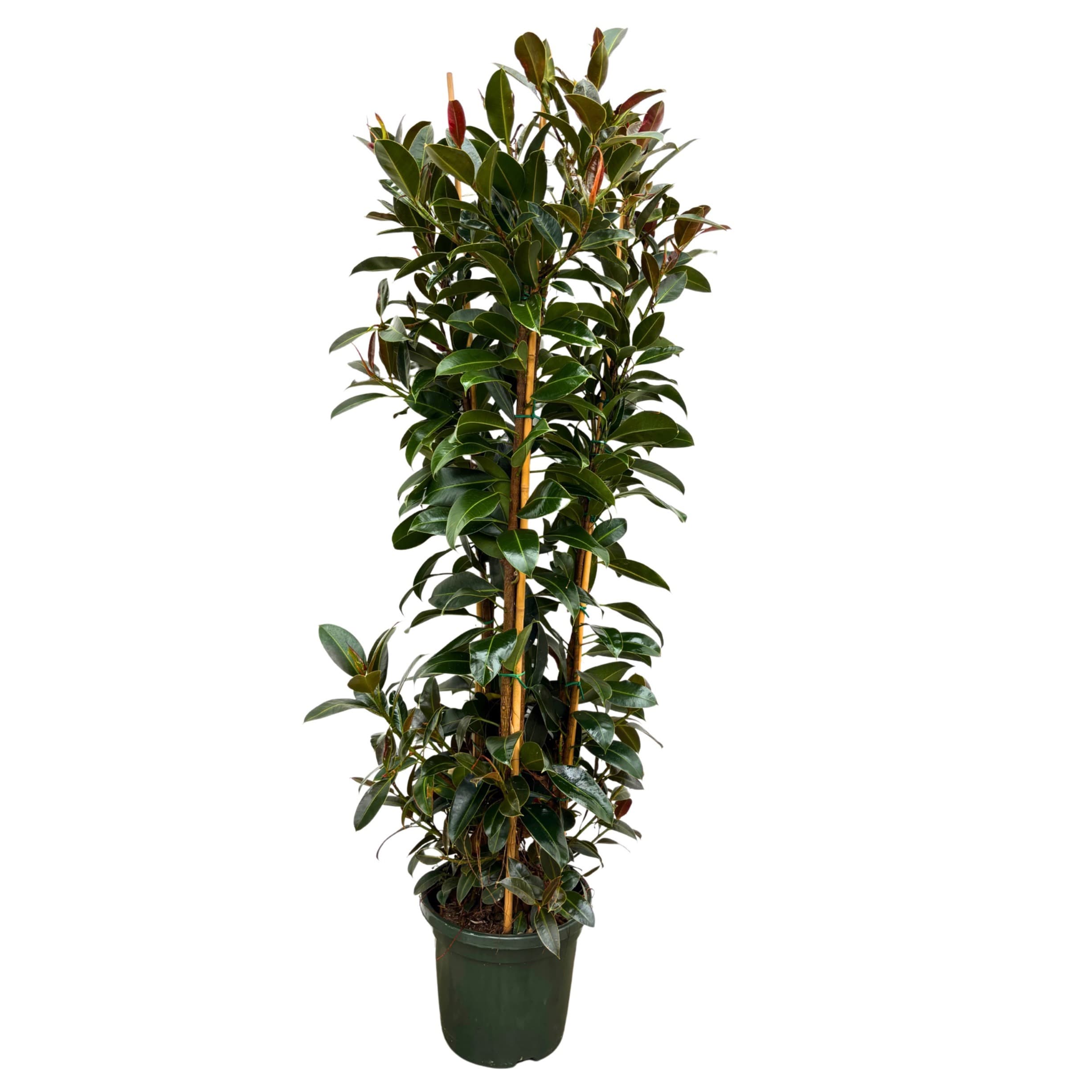 Ficus 'Melany' - 3PP